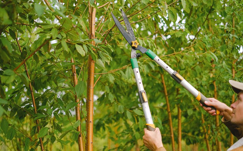 Tree trimming in Almond, WI