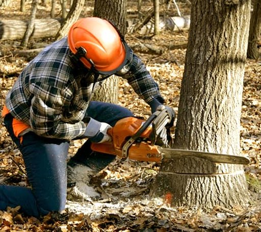 Tree Removal in Almond, WI